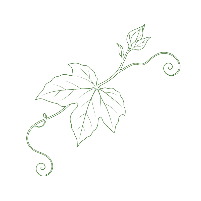 Gac Fruit Botanical Line Art