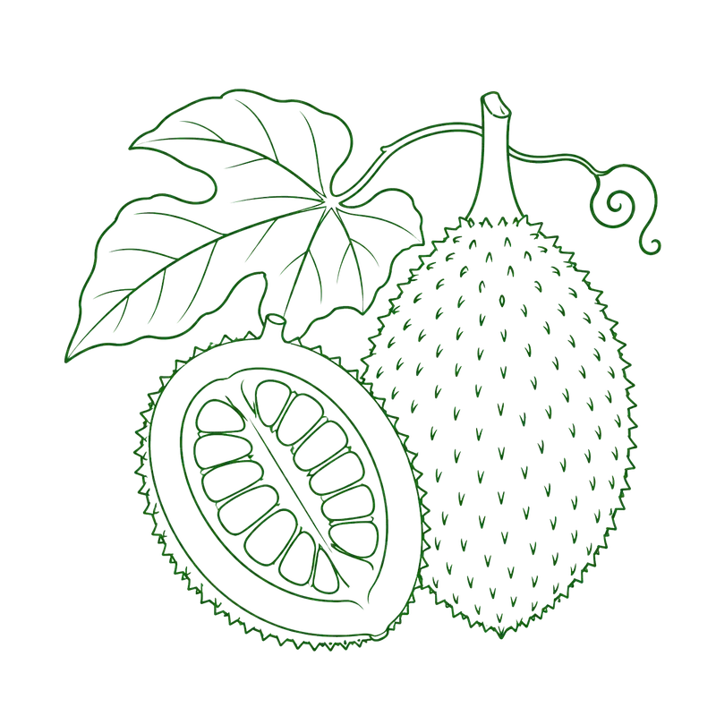 Gac Fruit and Leaf Line Art