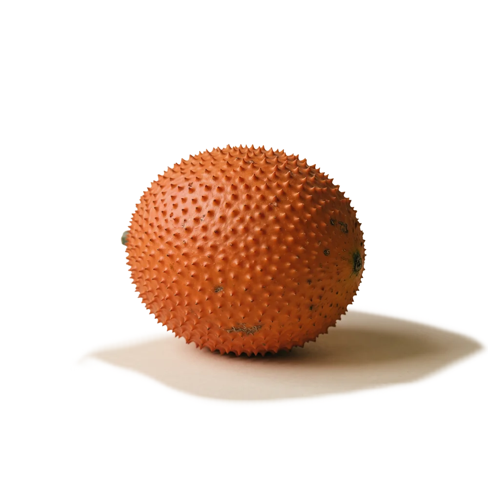 Quả gấc tươi nông trường Tây Ninh